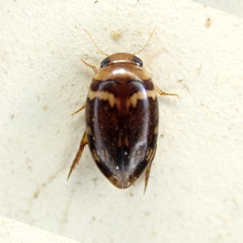 Laccophilus gentilis