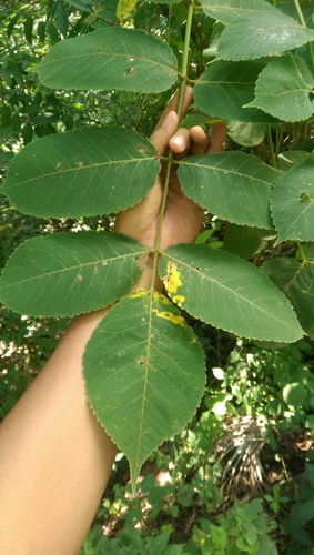 Bursera sarcopoda Paul G.Wilson 3