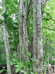 Piptadenia retusa