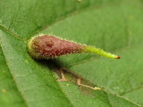 Caryomyia spinulosa