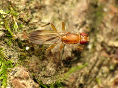 Clusia lateralis