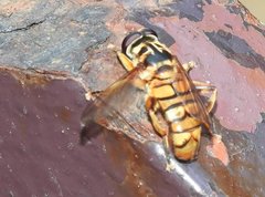 Milesia sinensis