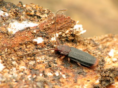 Uleiota dubia