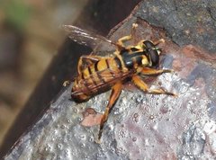 Milesia sinensis