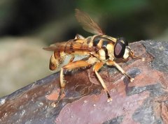 Milesia sinensis