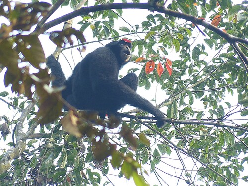 Symphalangus syndactylus