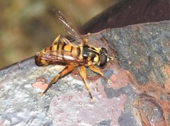 Milesia sinensis