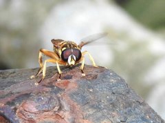 Milesia sinensis
