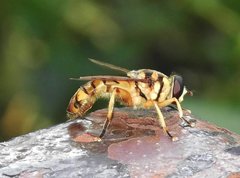 Milesia sinensis