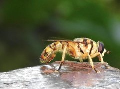Milesia sinensis