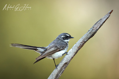 Rhipidura albiscapa alisteri