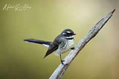 Rhipidura albiscapa alisteri