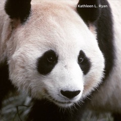 Ailuropoda melanoleuca