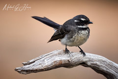 Rhipidura albiscapa alisteri