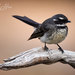 Southeastern Grey Fantail - Photo (c) Michael Hains, some rights reserved (CC BY-NC), uploaded by Michael Hains