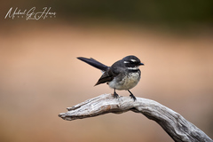 Rhipidura albiscapa alisteri