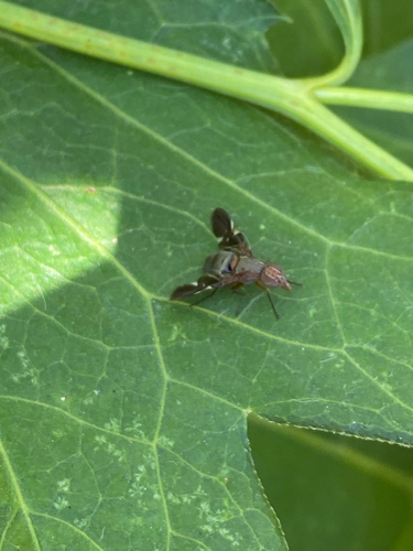 Unknown species found near 34th Ave S, Minneapolis, MN, US