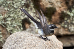 Rhipidura albiscapa alisteri