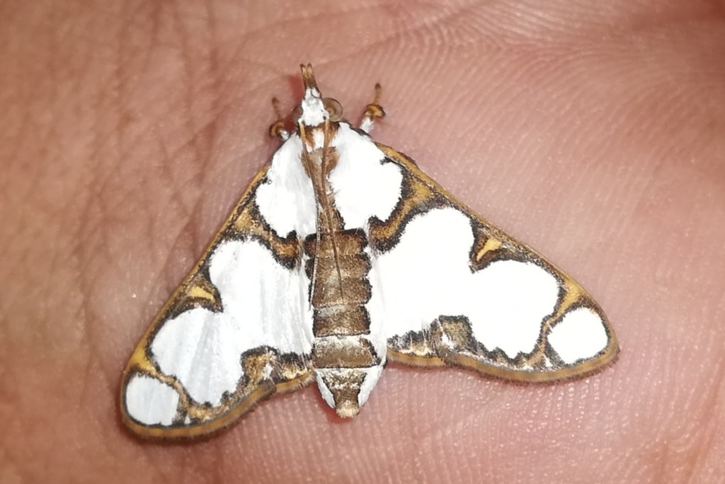 Cirrhochrista pulchellalis