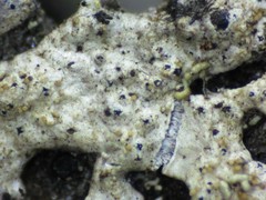 Cornutispora ciliata