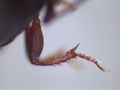Discoderus parallelus