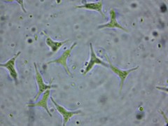 Cornutispora ciliata