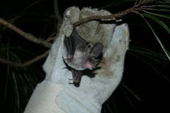 Macrotus waterhousii