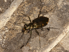 Eunota severa
