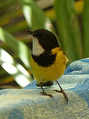 Pachycephala pectoralis contempta