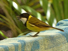 Pachycephala pectoralis contempta