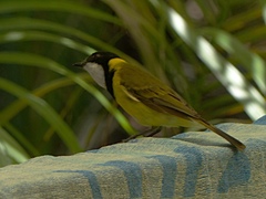 Pachycephala pectoralis contempta