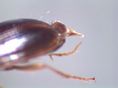 Agonoleptus thoracicus