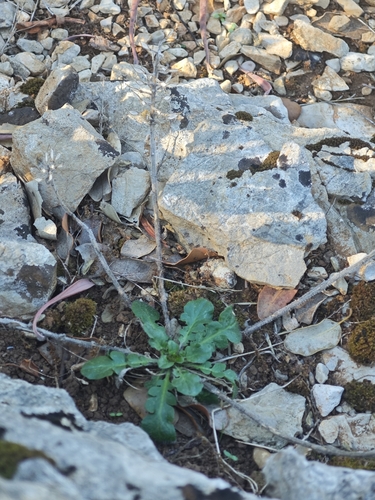 Lepidium hirtum, photograph 5