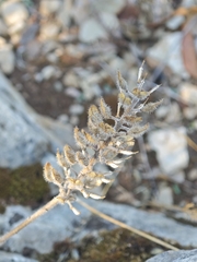 Lepidium hirtum, photograph (c) Aubin NORMAND, some rights reserved (CC BY)
