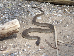 Nerodia sipedon insularum