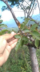Bursera kerberi