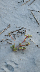 author not stated, no rights reserved Amaranthus pumilus, photograph author not stated, no rights reserved