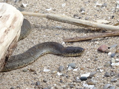 Nerodia sipedon insularum