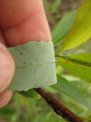 Salix myricoides