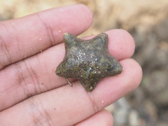 Asterinidae