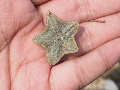 Asterinidae