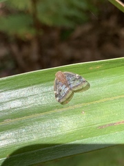 Scolypopa