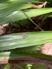 Scolypopa