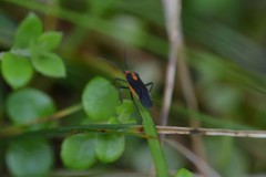 Prepops circumcinctus