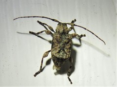 Leptostylus transversus