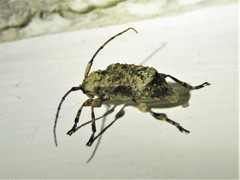 Leptostylus transversus