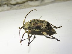 Leptostylus transversus