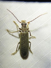 Sparedrus aspersus