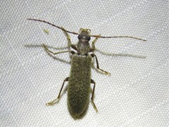 Sparedrus aspersus
