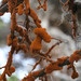Orange Terrestrial Algae - Photo (c) Isaac Krone, some rights reserved (CC BY), uploaded by Isaac Krone